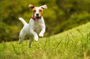 Tutto sul Jack Russell Terrier: dal carattere all’addestramento dei cuccioli