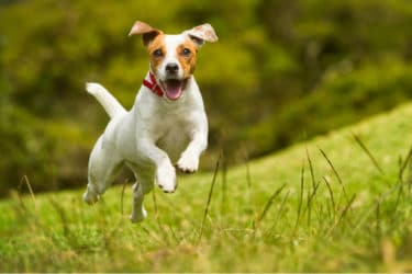 Tutto sul Jack Russell Terrier: taglia, peso, carattere, cura e addestramento dei cuccioli
