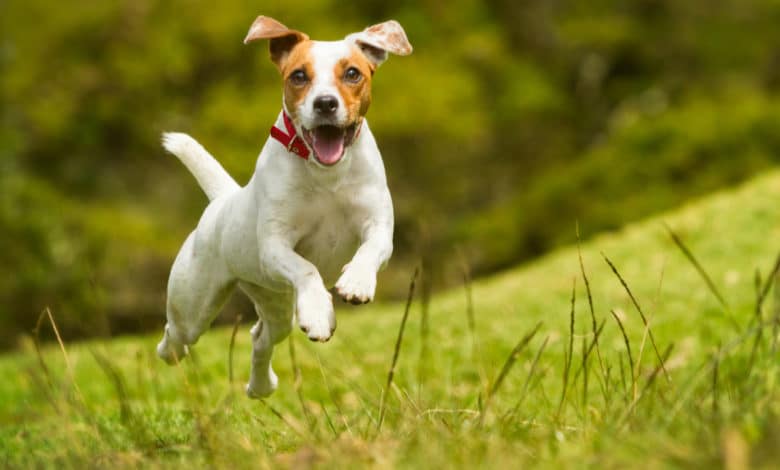 jack russell terrier