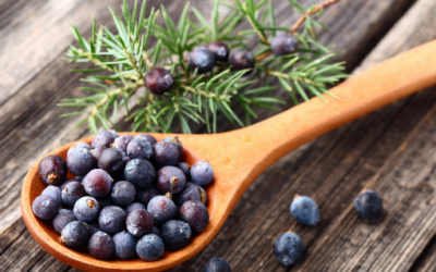 Proprietà della bacche di ginepro: in cucina e come liquore