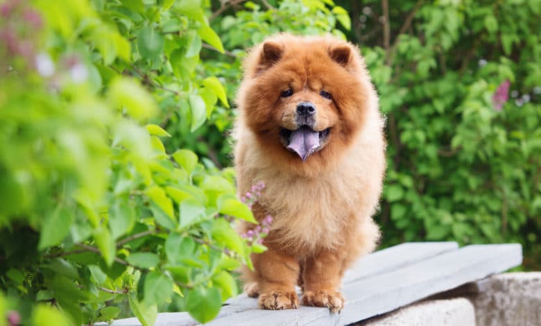 chow chow