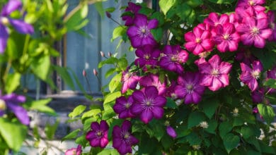 clematis