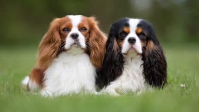 Cavalier King Charles Spaniel