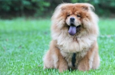 Chow chow: carattere, educazione ed aspetto