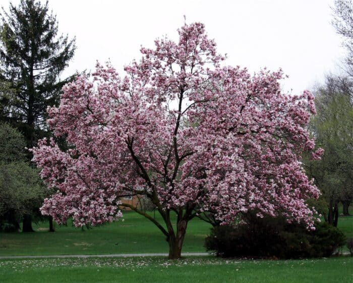 conifères - magnolia