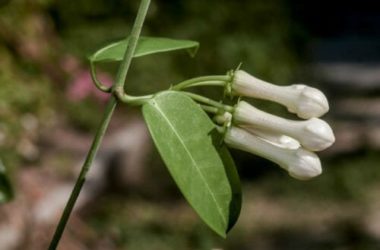 Stephanotis o Gelsomino del Madagascar: cura e coltivazione di questa pianta