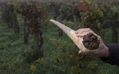 Cos’è l’agricoltura biodinamica e in cosa si differenzia dall’agricoltura biologica