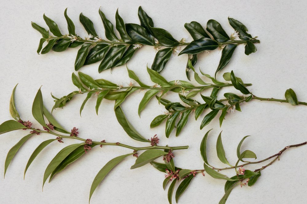 Sarcococca