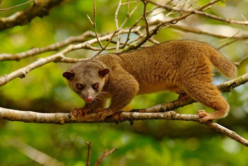 Quelli della notte: ecco quali sono gli animali notturni
