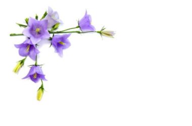 Campanula: tutto quello che devi sapere su questa pianta dagli splendidi fiori