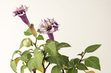 Datura pianta: scopriamo la Tromba del Diavolo, una pianta altamente velenosa