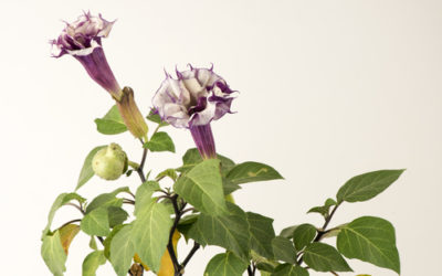 Datura pianta: scopriamo la Tromba del Diavolo, una pianta altamente velenosa