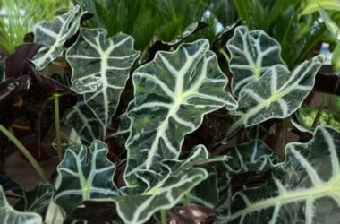 Alocasia: come coltivare e curare questa pianta tropicale
