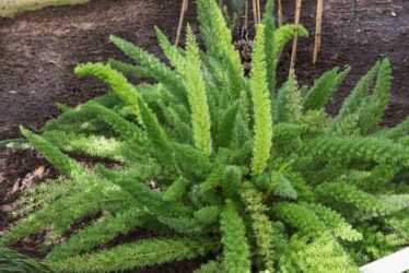 Asparagus: tutti i segreti di questa pianta cespugliosa