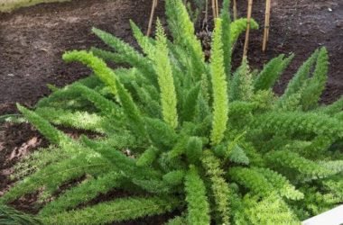Asparagus: tutti i segreti di questa pianta cespugliosa