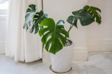 Tutto sul filodendro, una pianta tropicale che è l’ideale per gli interni