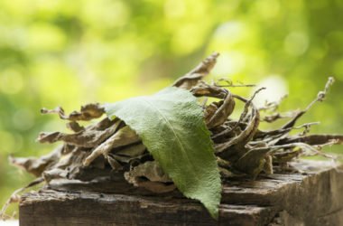 Guida alle proprietà della canfora con tutti gli utilizzi e le possibili controindicazioni