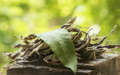 Canfora: proprietà, utilizzi e possibili controindicazioni