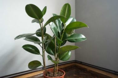 Ficus Elastica o pianta della gomma: cura e coltivazione