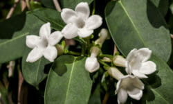 Stephanotis o Gelsomino del Madagascar: cura e coltivazione di questa pianta