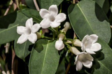 Stephanotis o Gelsomino del Madagascar: cura e coltivazione di questa pianta