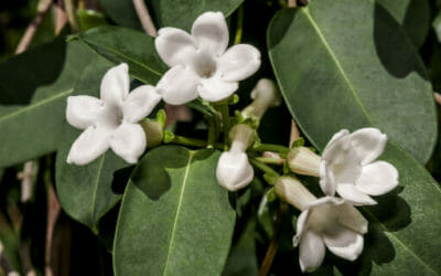 Stephanotis o Gelsomino del Madagascar: cura e coltivazione di questa pianta