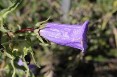 Campanula: tutto quello che devi sapere su questa pianta dagli splendidi fiori