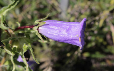 Campanula: tutto quello che devi sapere su questa pianta dagli splendidi fiori