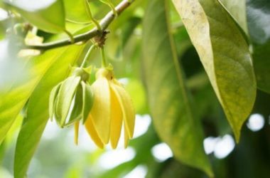 La guida all’olio di ylang ylang: proprietà, utilizzi e ricette, non solo per la bellezza