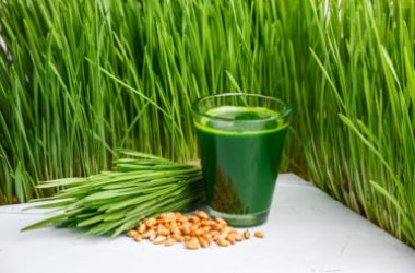 Agropyre : une source d'énergie et de santé à connaître