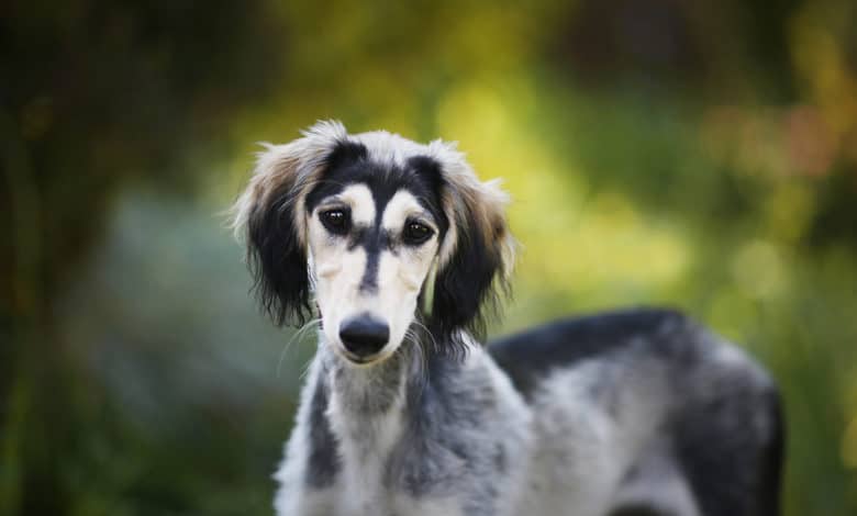 saluki