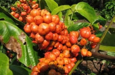 Il guaranà: un energy drink naturale tutto da conoscere