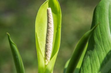 Dieffenbachia: tutti i segreti di questa pianta sempreverde