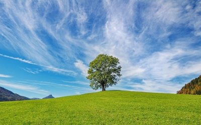 Alberi da giardino: tipologie, coltivazione e cure