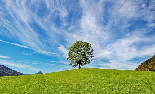 Alberi da giardino: tipologie, coltivazione e cure