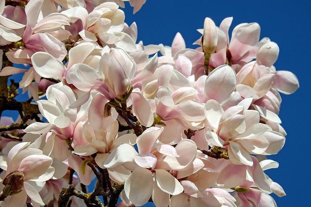 arbre de magnolia