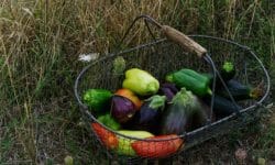 Semina: quando farla e gli errori da evitare
