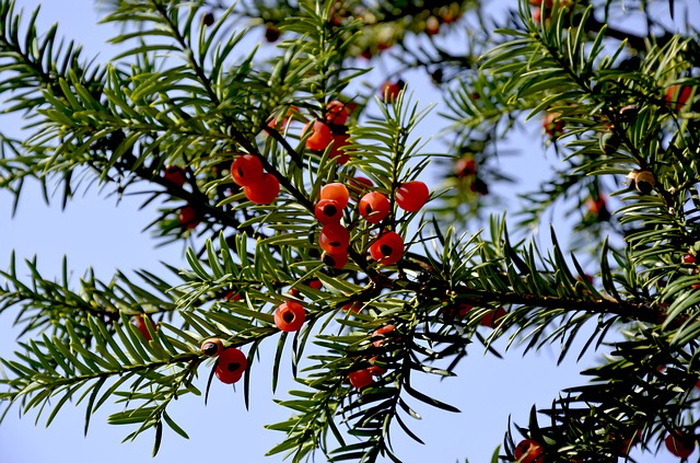 alberi sempreverdi