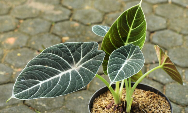 alocasia