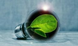 Clorofilla: proprietà e benefici di un colorante naturale utile anche per la salute