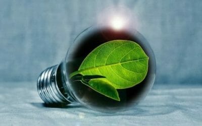 Clorofilla: proprietà e benefici di un colorante naturale utile anche per la salute