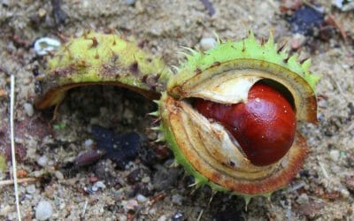Escina: proprietà e usi del mix di saponine ricavato da estratti di ippocastano