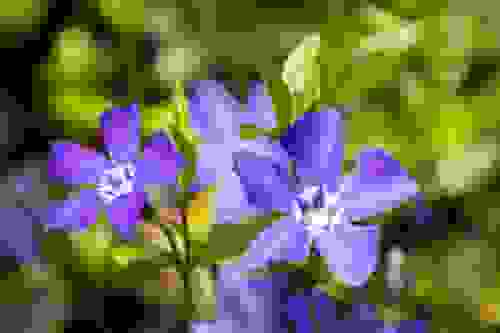 pervinca