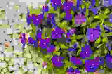 Viola: tutto su questa pianta così amata per i suoi fiori