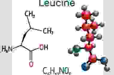 Leucina, un aminoacido essenziale molto importante specie per lo sportivo