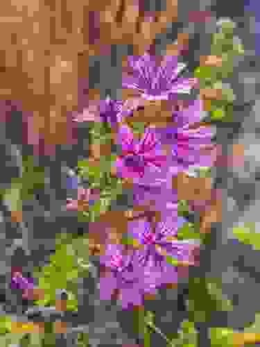 Malva silvestre