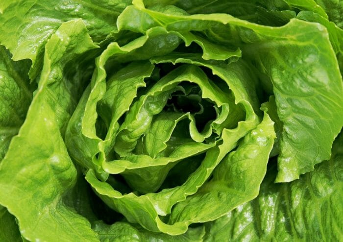 clorofilla