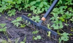Sarchiatura: cos’è, come si esegue e perché è ancora utile