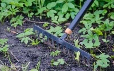 Sarchiatura: cos’è, come si esegue e perché è ancora utile