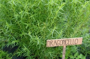 Proprietà e benefici del dragoncello